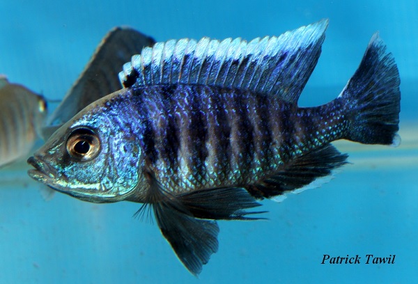 Copadichromis azureus white head