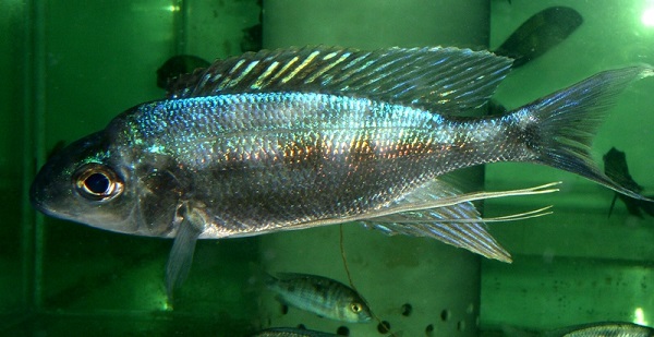 Cyathopharynx foai Sibwesa