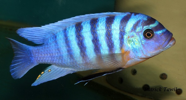 Pseudotropheus fainzilberi Higga reef
