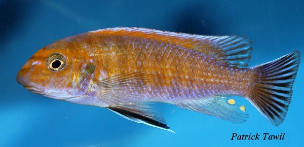 Labeotropheus trewavasae Tumbi