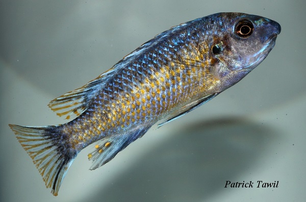 Labeotropheus fuelleborni Katale OB male