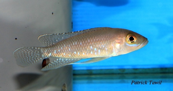 Neolamprologus ventralis