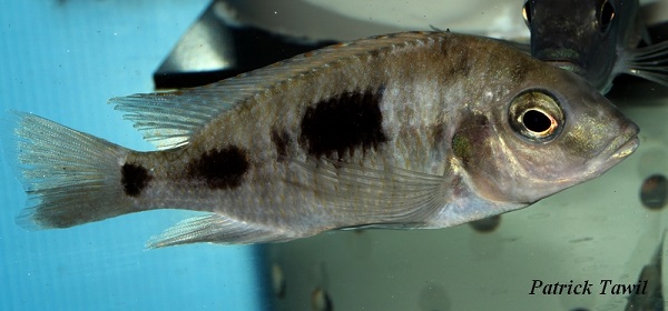 Otopharynx heterodon south