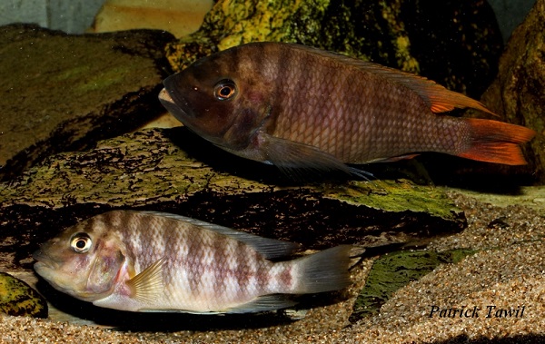 Petrochromis sp flame tail