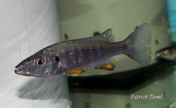 Rhamphochromis sp.