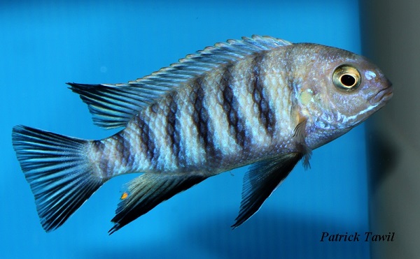 Tropheops Ngwazi