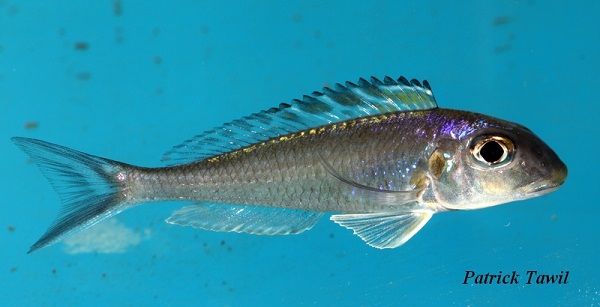 Xenotilapia bathyphilus Lupita