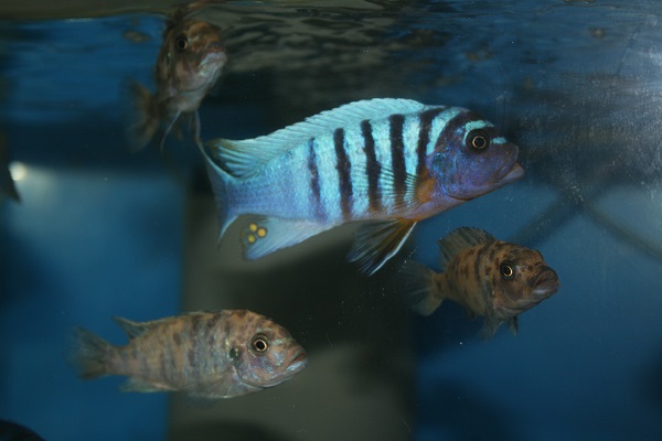 Pseudotropheus fainzilberi Magunga