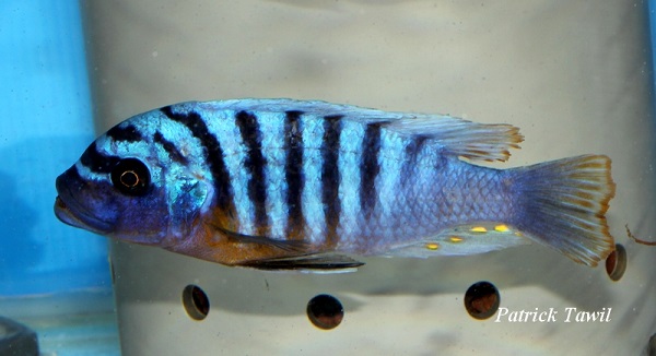 Pseudotropheus fainzilberi Magunga