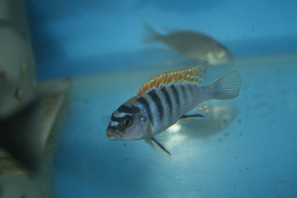 Pseudotropheus perspicax Puulu