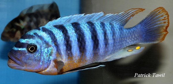Pseudotropheus fainzilberi Cap Kaiser