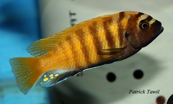 Pseudotropheus zebra gold Charo