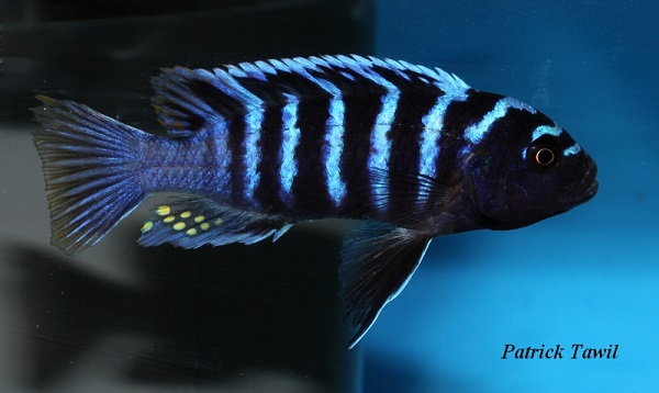 Cynotilapia zebroides Charo