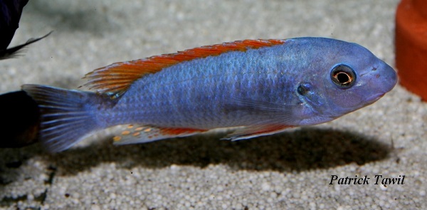 Labeotropheus trewavasae Namalenge