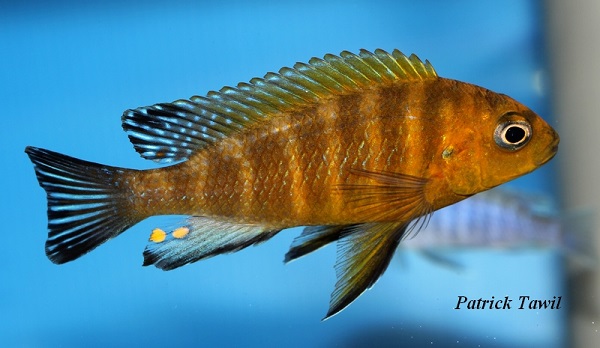 Pseudotropheus perspicax Hara