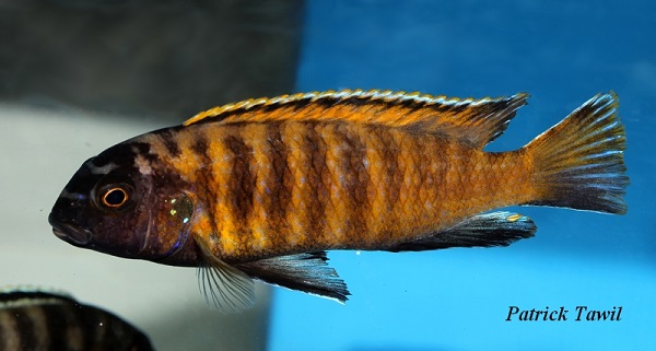 Tropheops red fin Charo