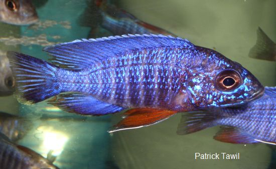 Aulonocara hansbaenschi Cobue