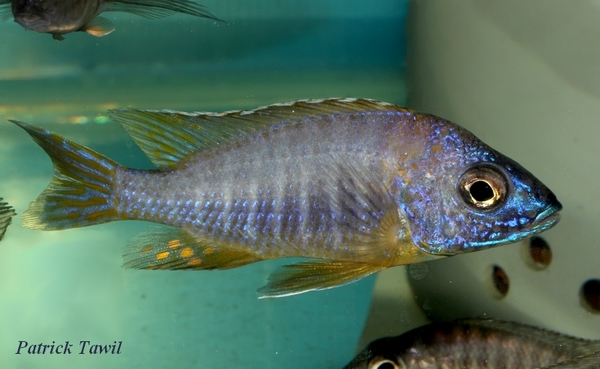 Aulonocara korneliae