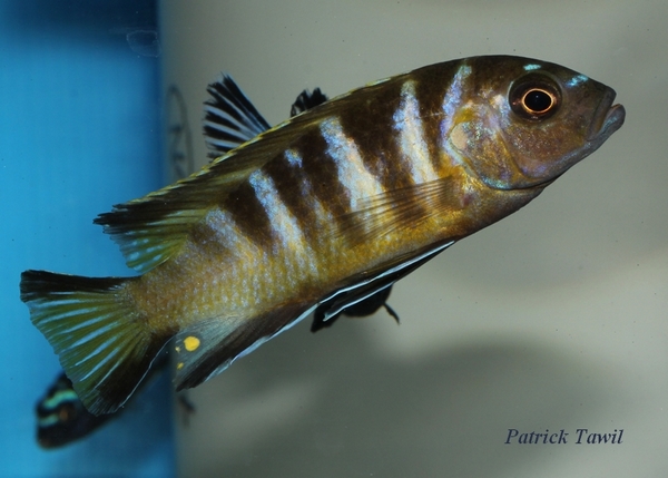 Pseudotropheus elongatus bee Chirwa