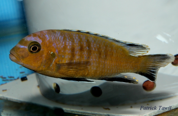 Pseudotropheus nigrodorsalis Nkungu