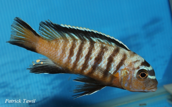 Pseudotropheus nigrodorsalis Nkolongwe