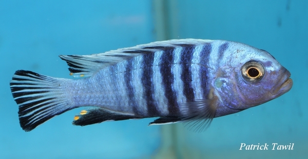 Cynotilapia poulpican Londo