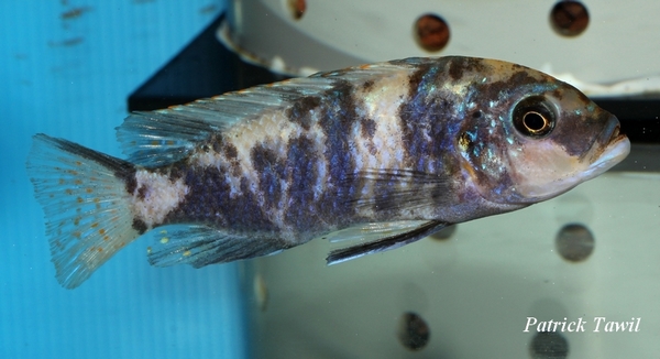 Pseudotropheus estherae blue face Lumessi OB femel