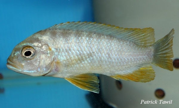 Pseudotropheus msobo heteropictus Londo