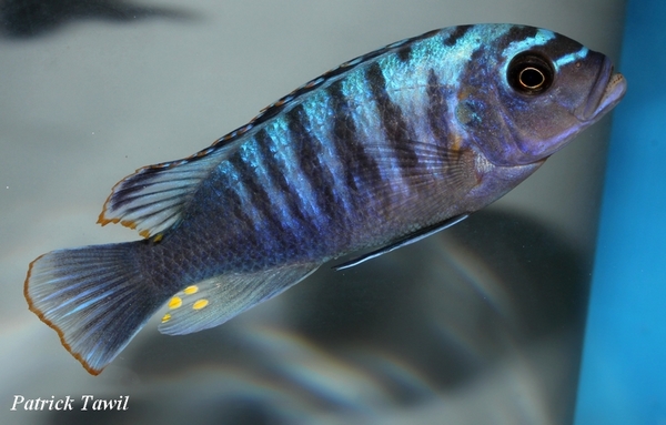 Pseudotropheus fainzilberi Londo