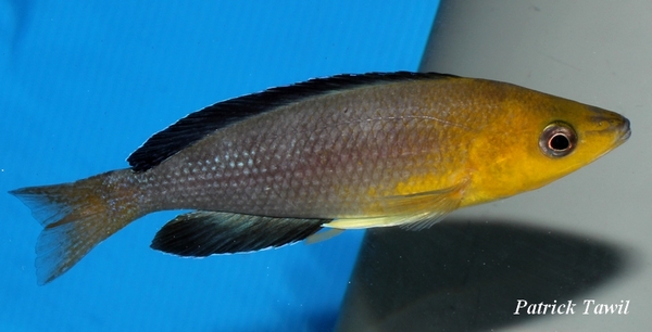 Cyprichromis leptosoma jumbo Nkondwe