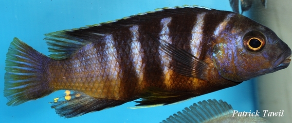 Gephyrochromis sp sand Londo