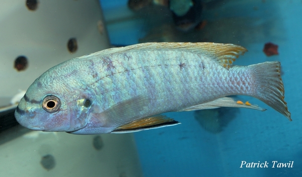Labeotropheus fuelleborni Chiwi