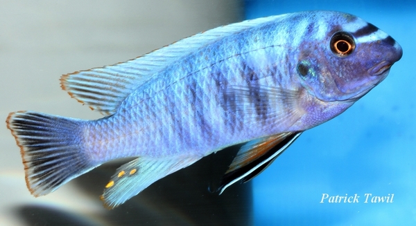 Labeotropheus fuelleborni Minos Reef
