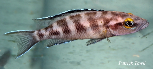Neolamprologus buesheri Katoto