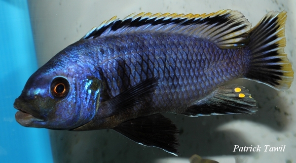 Petrotilapia nigra Nkolongwe