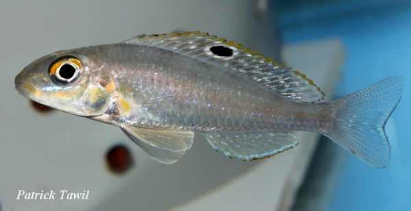 Xenotilapia papillio Kipilli
