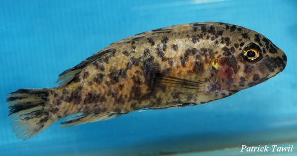 Labeotropheus fuelleborni Chiwi OB femelle