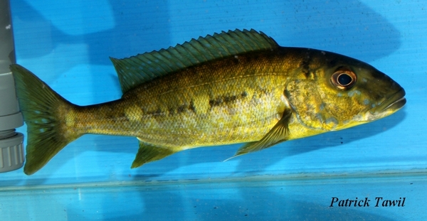 Boulengerochromis microlepis