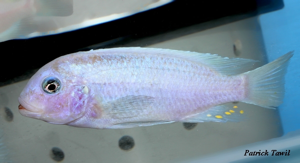 Pseudotropheus callainos Lufuma