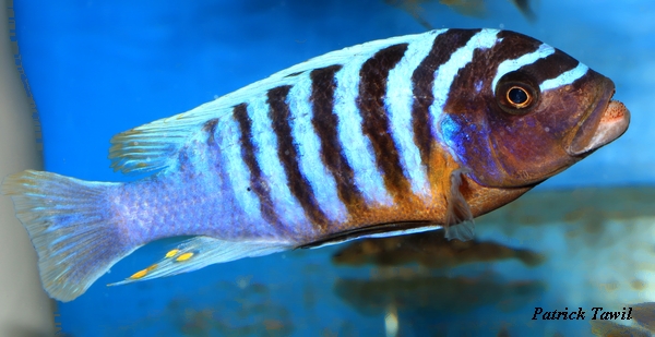 Pseudotropheus fainzilberi Kirondo