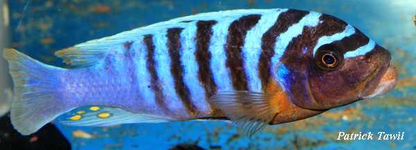 Pseudotropheus fainzilberi Kirondo