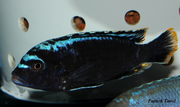 Pseudotropheus msobo Ndumbi