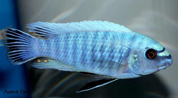Labeotropheus fuelleborni Manda