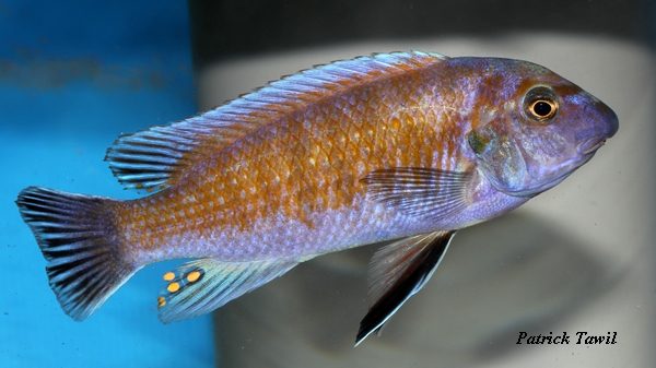 Labeotropheus trewavasae Luhuchi