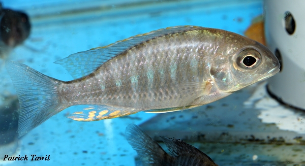 Lethrinops nyassae Kande