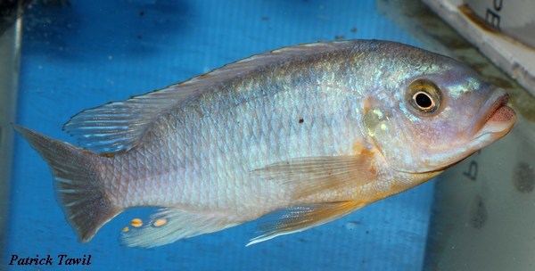 Petrotilapia flaviventris Chizumulu