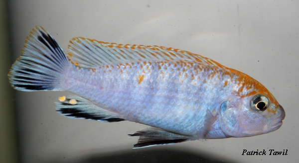 Pseudotropheus perspicax Mbowe