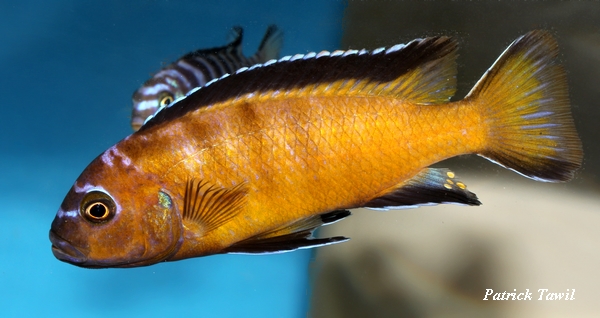 Pseudotropheus elongatus Usysia
