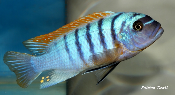 Pseudotropheus fainzilberii Liuli