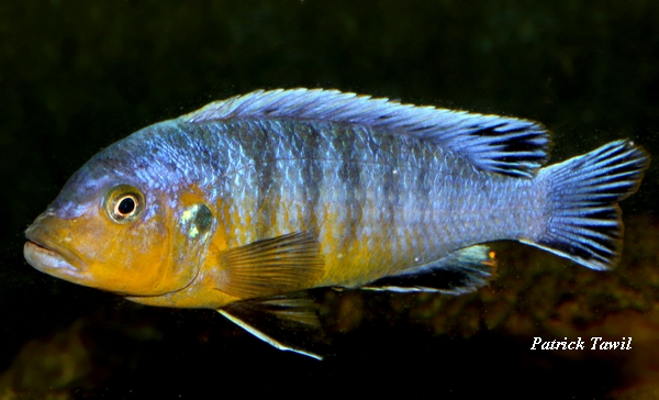 Pseudotropheus purpuratus